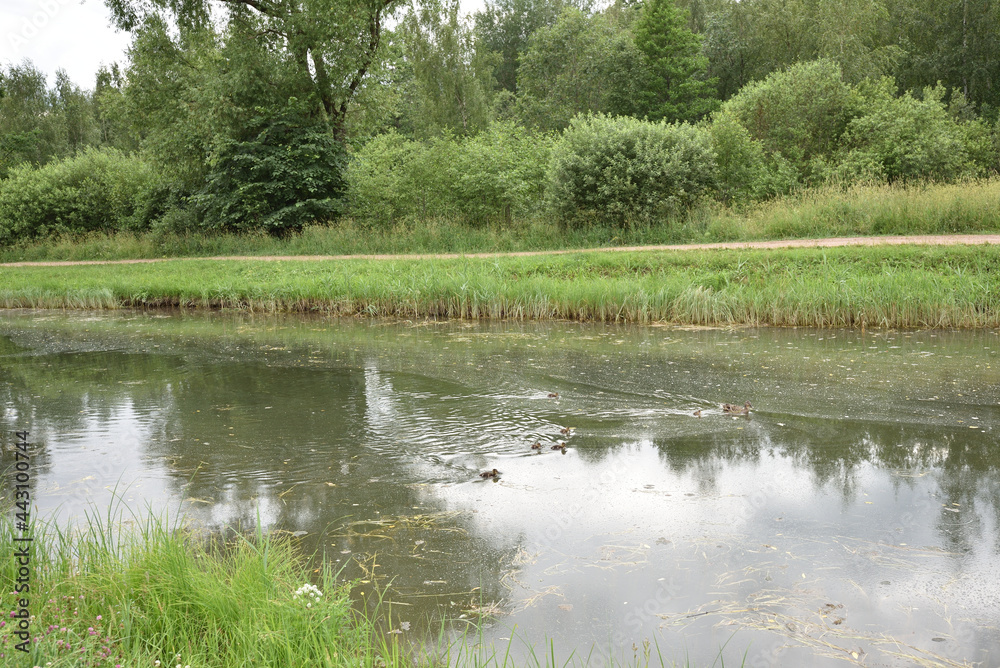 he water in the Ropsha Canal, supplied to the water supply system of the Lower Garden of the Peterhof Palace and the statue of Samson, bloomed from the heat in June 2021 and the duck decided to move t he water in the Ropsha Canal, supplied to the water supply system of the Lower Garden of the Peterhof Palace and the statue of Samson, bloomed from the heat in June 2021 and the duck decided to move t