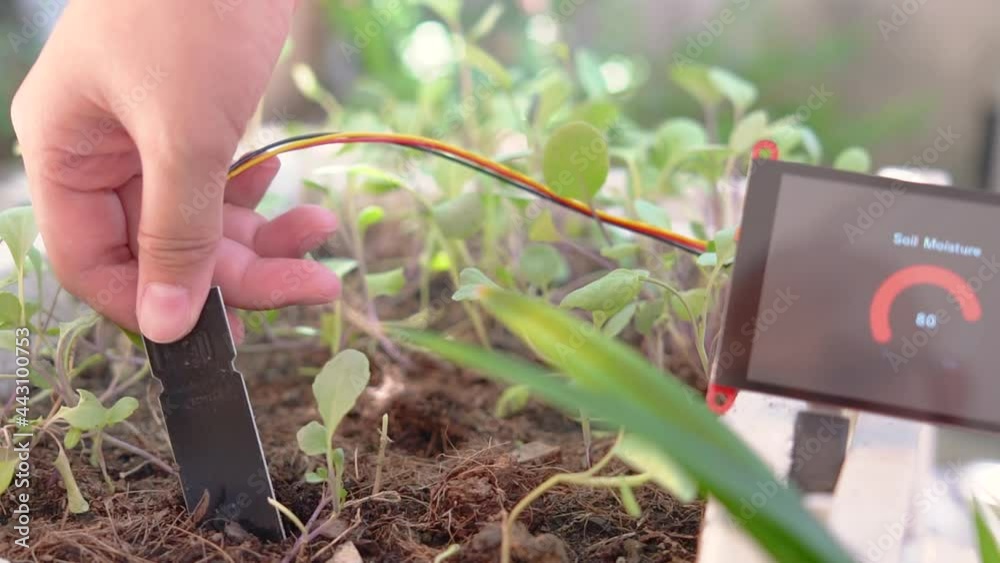 Hand of woman using soil moisture sensor with moisture numeric display screen, Agricultural technology.