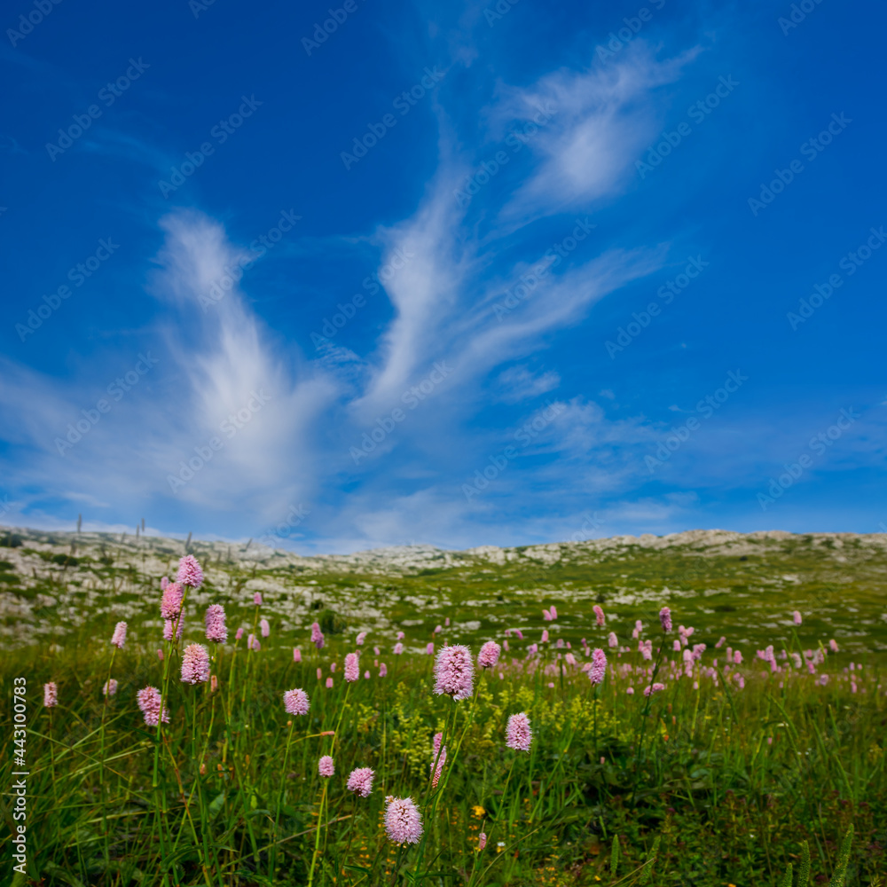 green prairie with flowers under blue cloudy sky green prairie with flowers under blue cloudy sky