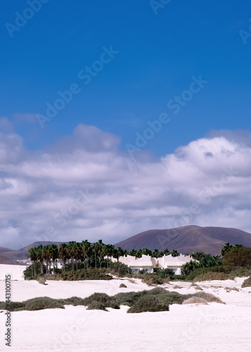 Fototapeta Naklejka Na Ścianę i Meble -  Stylish fashion tropical wallpaper.Travel concept. Canary island. Desert. Minimalist aesthetic