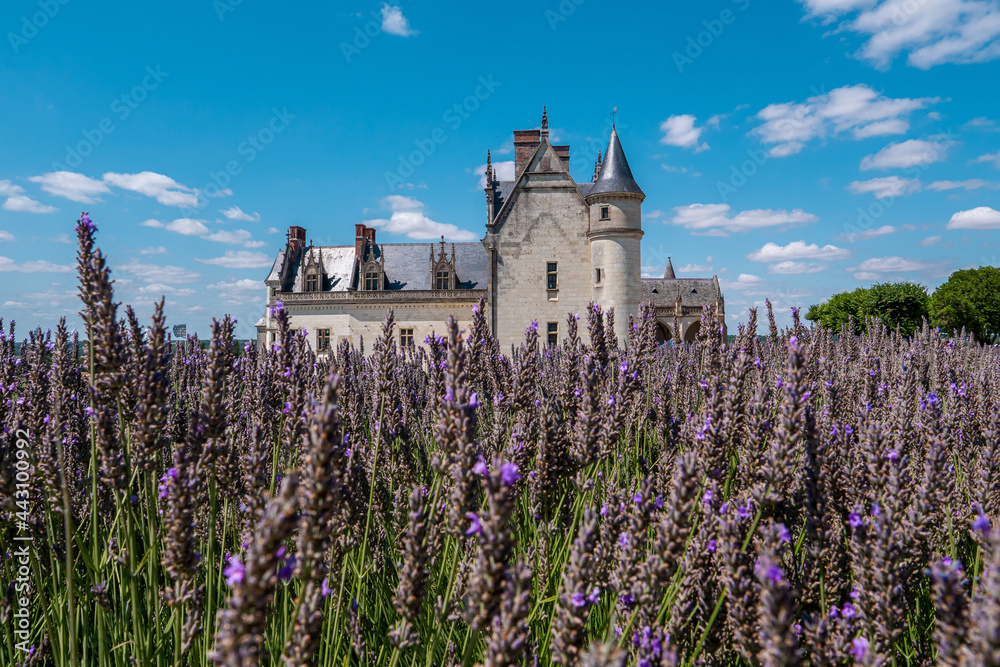 Château Royal d'Amboise dans les lavandes