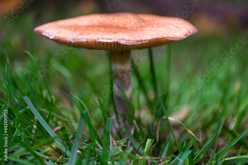 Mushroom among the grass in a garden with narrow depth of field, photographed from a low point of view