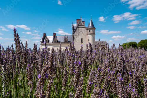Château Royal d'Amboise dans les lavandes © Maxime