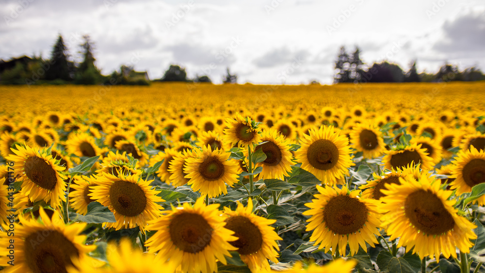 Fototapeta premium Champs de tournesols