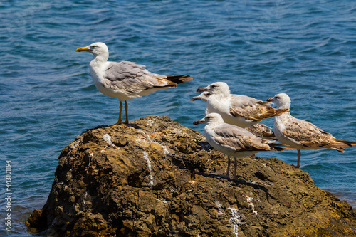 closeup crowd of seagull sit on stone among emerald sea
