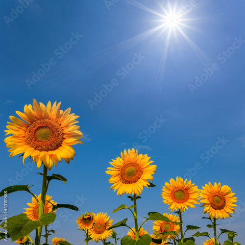 closeup golden sunflower flowers on blue sky background under a sparkle sun