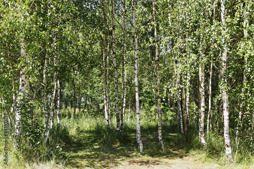 Beautiful wild clearing between young birch grove glade with green foliage at Sunny summer day  ecological Russian natural landscape