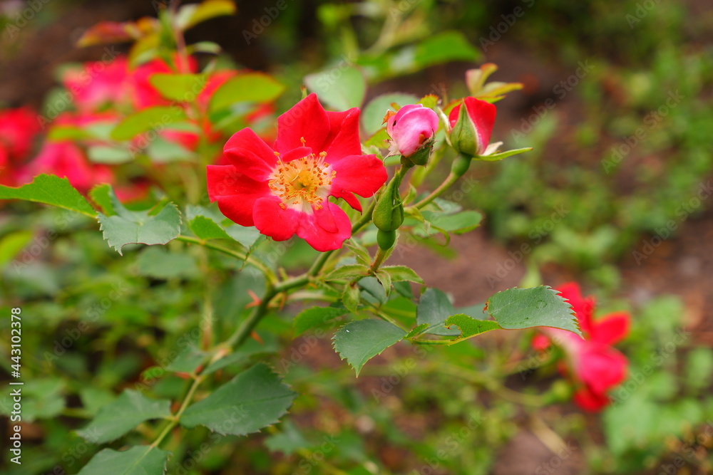 Red color on a blurred background. Nature. Plants.