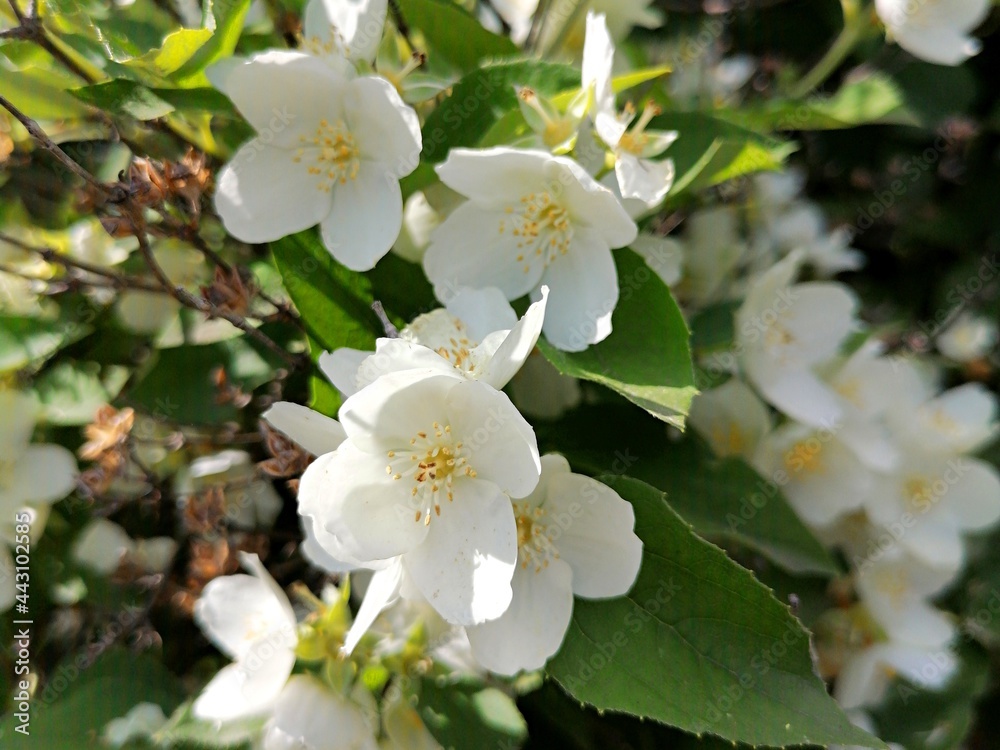 Beautiful white flowers blossomed on the tree