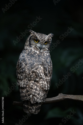 Spotted Eagle Owl perched up high upon a tree. Be careful what you say and do, this wise old owl of Africa is watching over you.