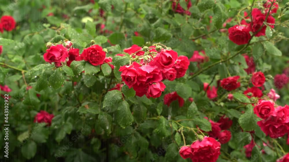 Beautiful blooming roses under a summer rain.