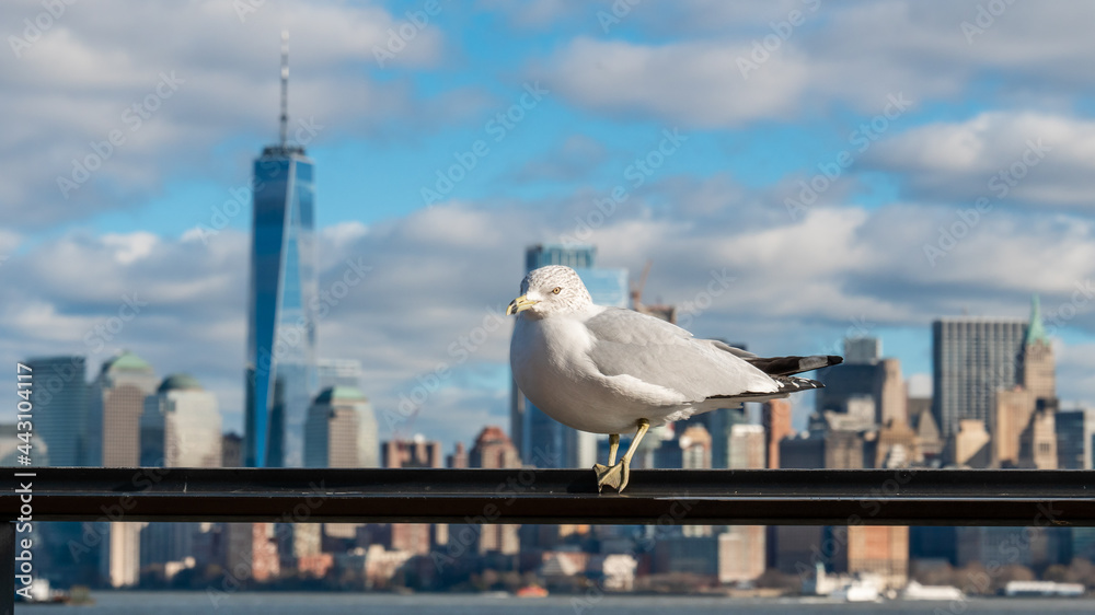 Obraz premium Mouette devant New York