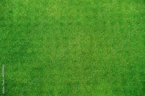 green grass background