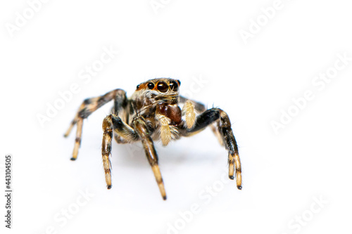 Image of jumping spider isolated on white background. Insect Animal.