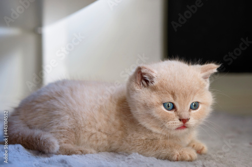 portrait of a sweet British shorthair cream kitten lies on a soft carpet the blue eyes of a cat gaze into the distance