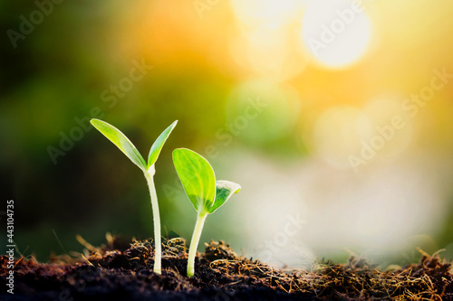 green sprout in the morning light