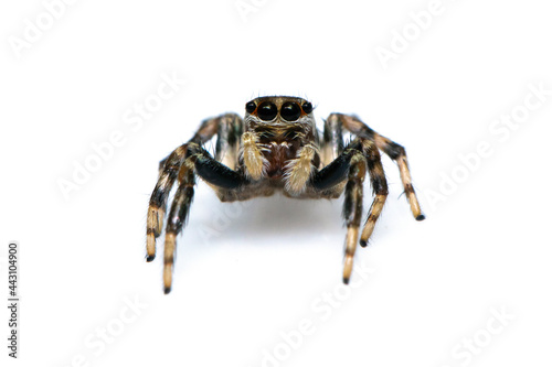 Image of jumping spider isolated on white background. Insect Animal.