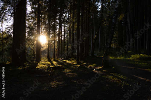 Sonnenuntergang im Wald zwischen Bäumen