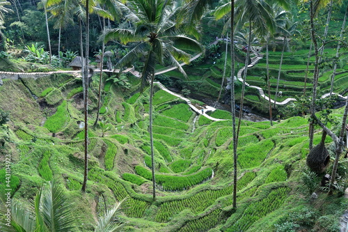 Arrozales en Bali  cerca de Ubud. Indonesia.