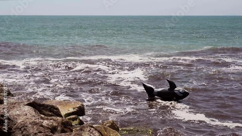 inflatable killer whale abandoned in the open sea, contaminated and dirty water