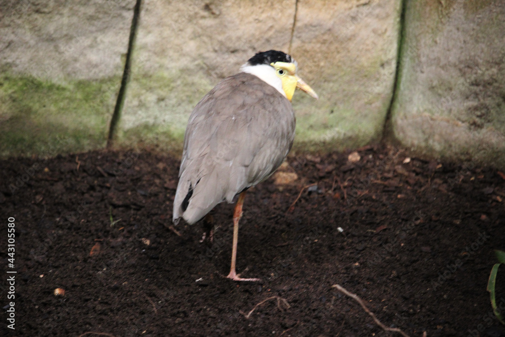 Masked lapwing (Vanellus miles miles), also called masked plover or spur-winged plover Masked lapwing (Vanellus miles miles), also called masked plover or spur-winged plover