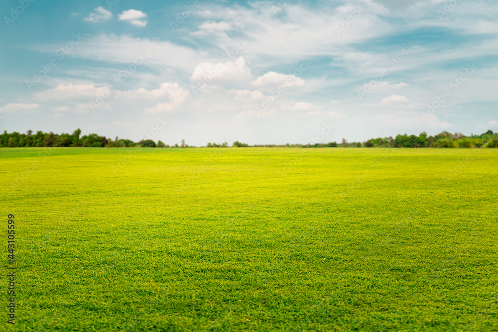 Obraz premium green field and blue sky
