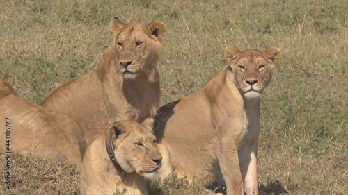 CLOSE UP: A pride of young lions observe the vast African savannah during their hunt. Young lion and lionesses scan the scenic Serengeti park for prey. Stunning shot of lions in their natural habitat.