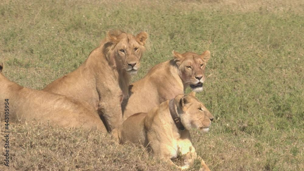 CLOSE UP: Young lion and lionesses scan the scenic Serengeti park for prey. A pride of young lions observe the vast African savannah during their hunt. Stunning shot of lions in their natural habitat. CLOSE UP: Young lion and lionesses scan the scenic Serengeti park for prey. A pride of young lions observe the vast African savannah during their hunt. Stunning shot of lions in their natural habitat.