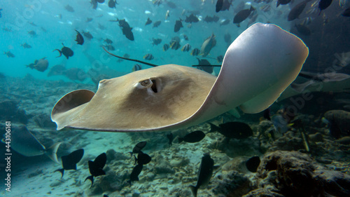 Large stingray close-up. Underwater photo portraits. Diving with big fish