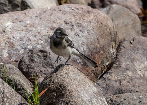 Juvenile Pied Wagtail on rocks in river bed. photo