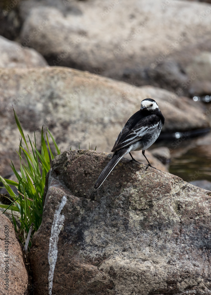 Obraz premium Pied Wagtail bird on rocks in riverbed.