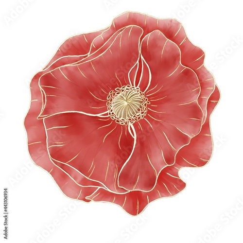 Scarlet poppy flower top view watercolor drawing with a golden outline isolated design element