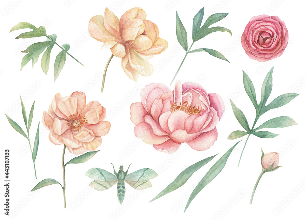 Set of dahlia, peony, rose and dragonfly on white background. Hand drawn watercolor isolated illustration. Floral blossom collection