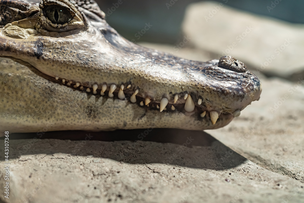 Obraz premium Crocodile teeth close up.