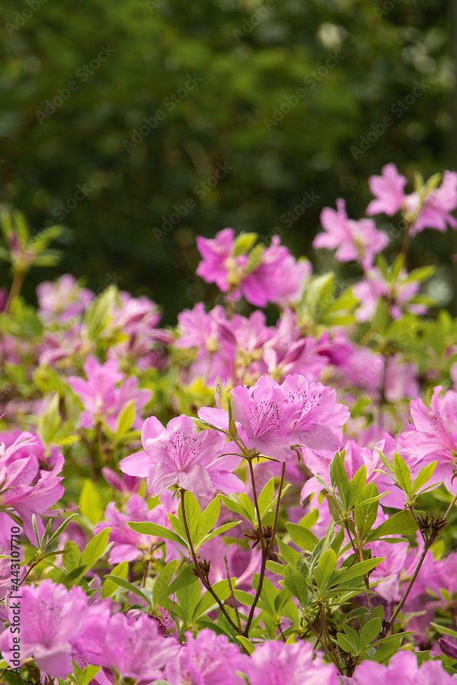 beeautiful royal azalea flowers, spring