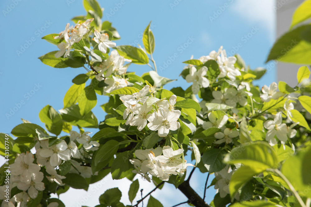 white flowers with green leaves and blue sky