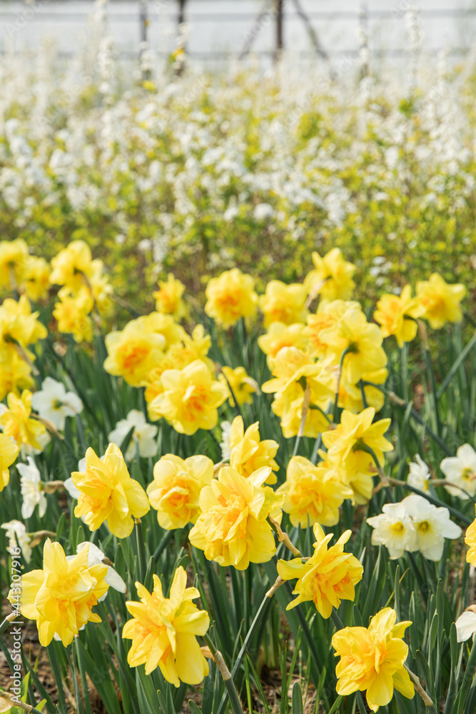 yellow colored daffodil flowers in the park yellow colored daffodil flowers in the park