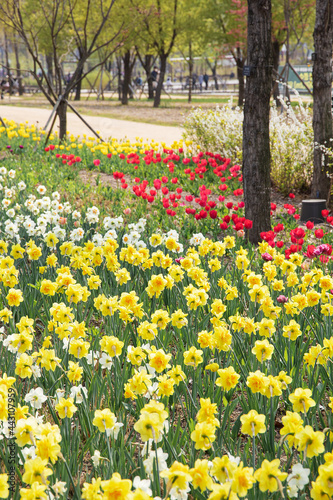colorful daffodil flower garden, spring