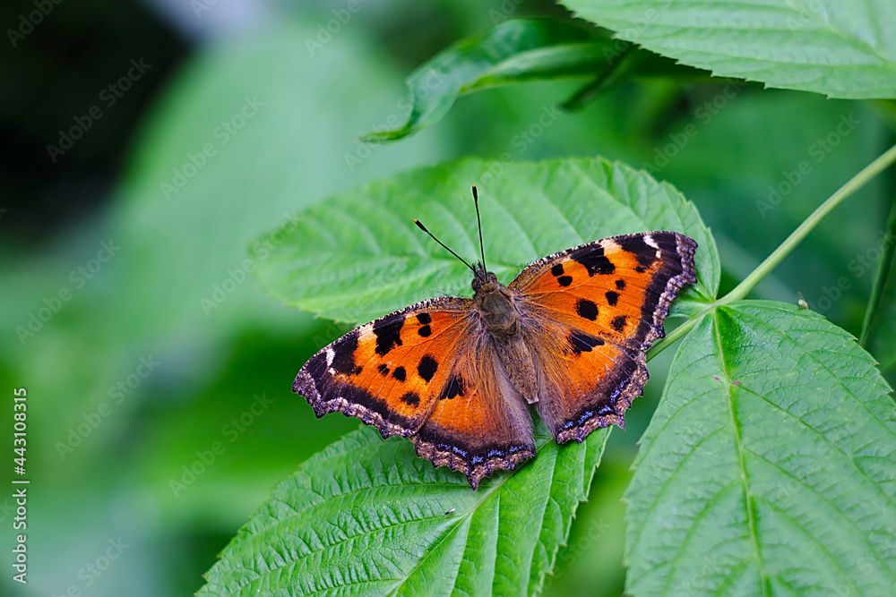 A mottled butterfly on a raspberry leaf A mottled butterfly on a raspberry leaf