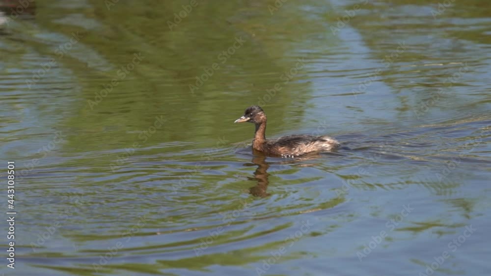 Great crested grebe chick profile in slow motion Great crested grebe chick profile in slow motion