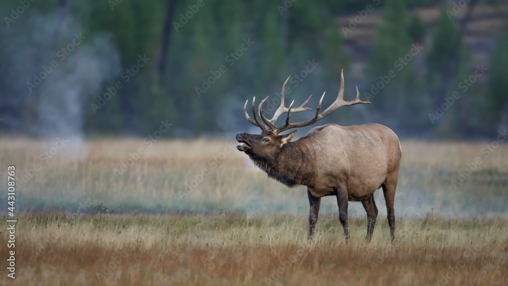 bull elk bugling in the mist