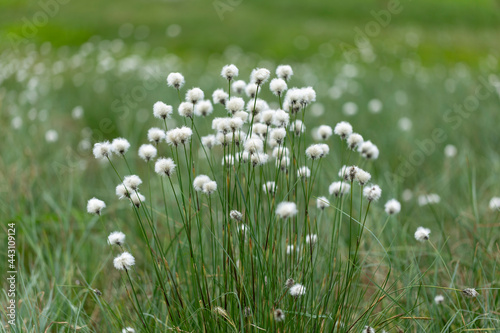 Eriophorum vaginatum  the hare s-tail cottongrass  tussock cottongrass  or sheathed cottonsedge  is a species of perennial herbaceous flowering plant in the sedge family Cyperaceae. 