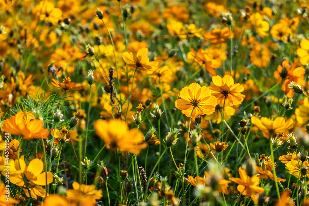 Obraz premium colorful cosmos flowers farm
