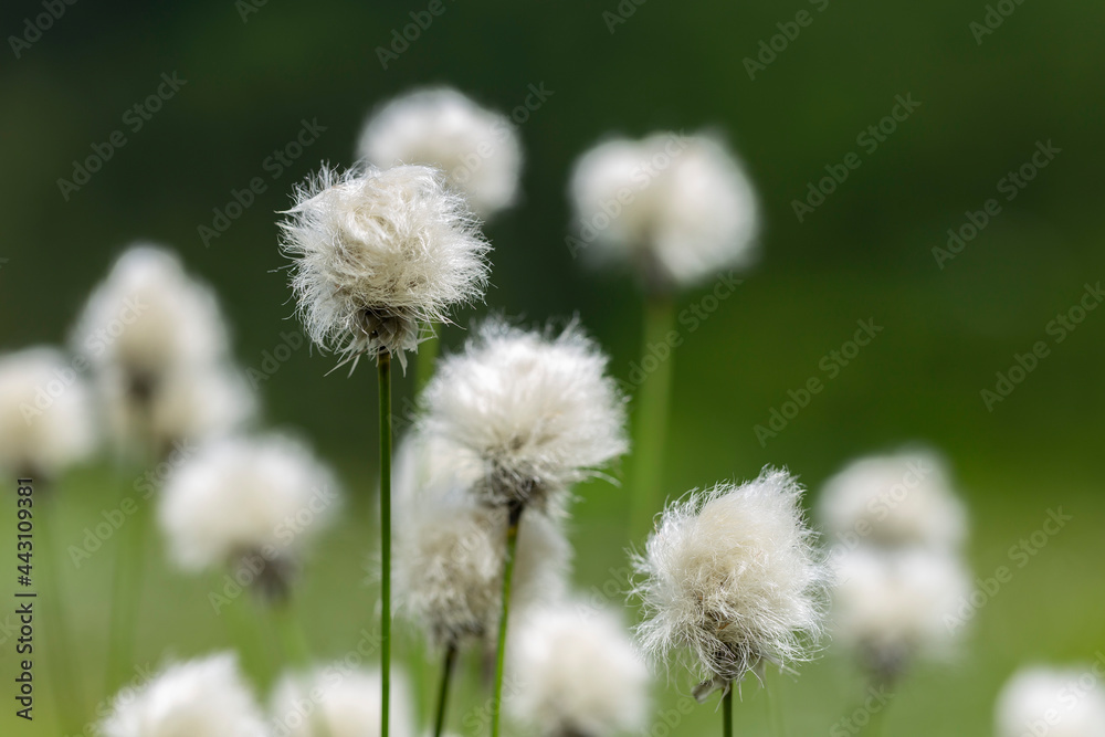 Eriophorum vaginatum, the hare's-tail cottongrass, tussock cottongrass, or sheathed cottonsedge, is a species of perennial herbaceous flowering plant in the sedge family Cyperaceae. Eriophorum vaginatum, the hare's-tail cottongrass, tussock cottongrass, or sheathed cottonsedge, is a species of perennial herbaceous flowering plant in the sedge family Cyperaceae.