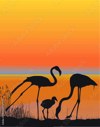 Family of flamingos on the coast