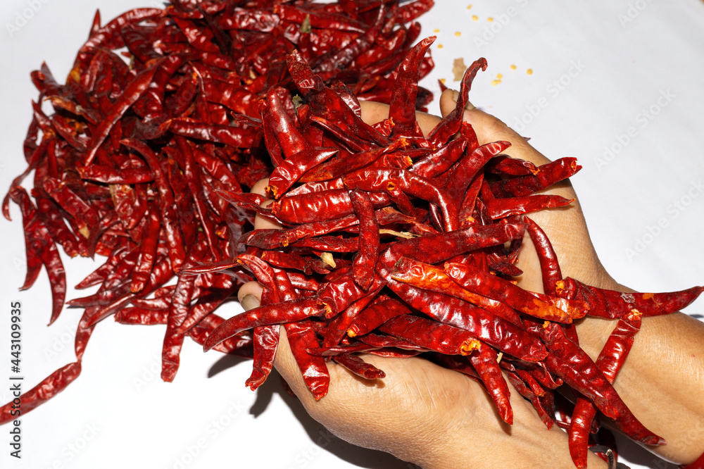 Dried red chilies or chilli in hand isolate on white background Dried red chilies or chilli in hand isolate on white background