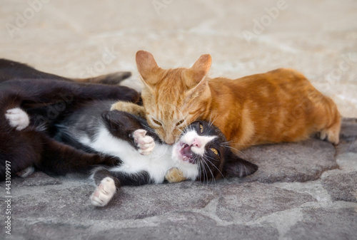 Photography Two young kittens playing, wrestling and tackle, trying to bite each other, Gree