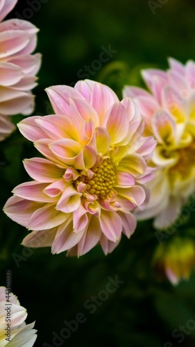 pink and yellow chrysanthemum 