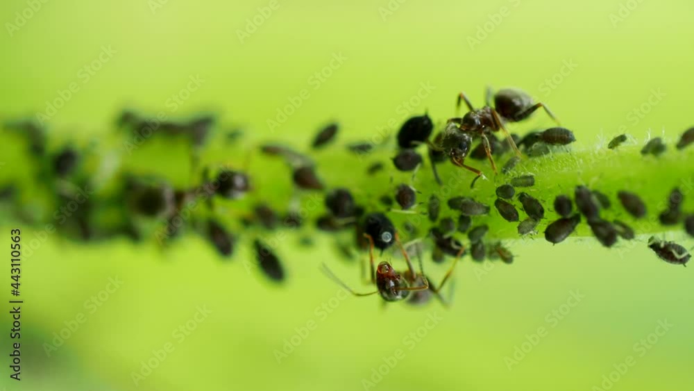 Ant harwesting drop of honeydew from Aphid colony - Hemiptera: Aphididae - on stem in 4K VIDEO. Macro footage of insect pests - plant lice, greenfly, blackfly or whitefly - sucking juice from plant. Ant harwesting drop of honeydew from Aphid colony - Hemiptera: Aphididae - on stem in 4K VIDEO. Macro footage of insect pests - plant lice, greenfly, blackfly or whitefly - sucking juice from plant.