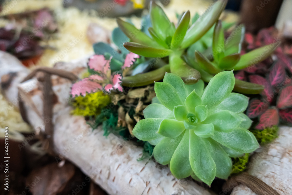 various fresh cactus